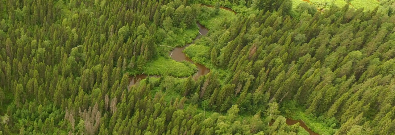 Mondi kooperiert mit der International Union of Forest Research Organizations