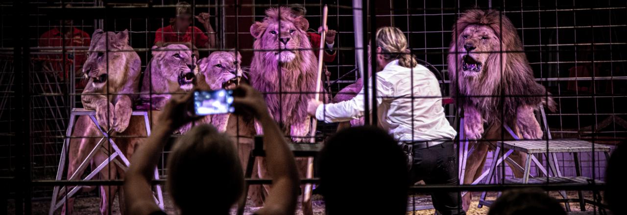 VIER PFOTEN fordert EU-weites Verbot von Wildtieren in Zirkussen