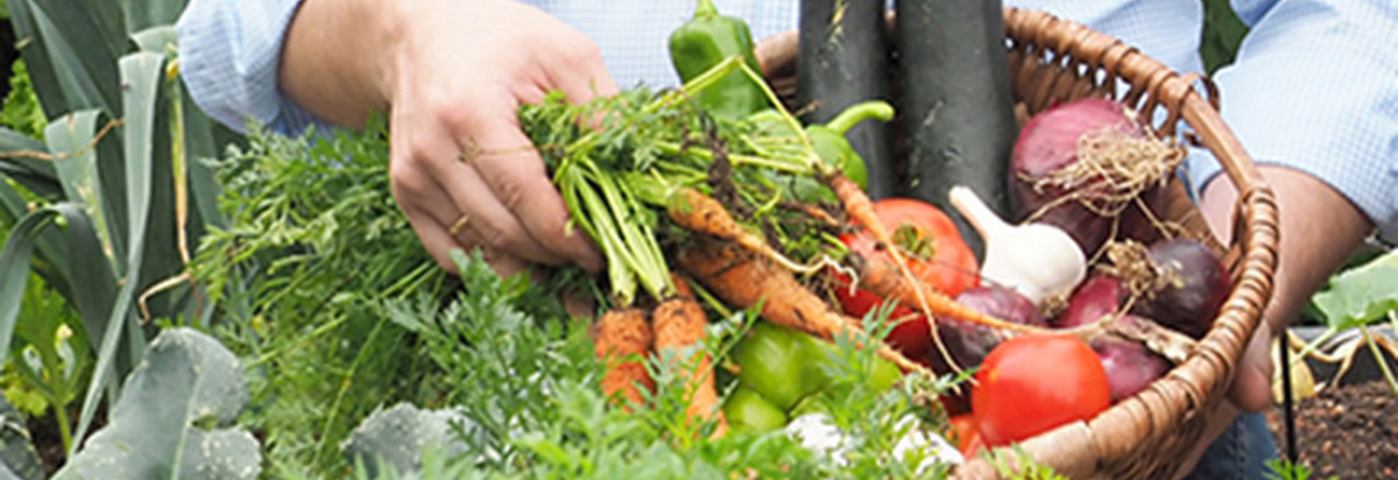 NÖ Bauernbund präsentiert Saisonkalender für heimisches Obst und Gemüse