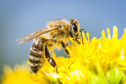 Herkunft bei 50 Prozent des Honigs im Handel nicht nachvollziehbar