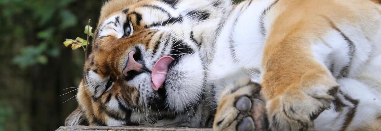 VIER PFOTEN Bericht deckt außer Kontrolle geratenen Tigerhandel auf