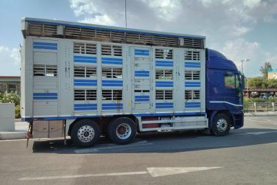 Tierschutzvolksbegehren fordert Verbot von Kälber-Transporten ins Ausland