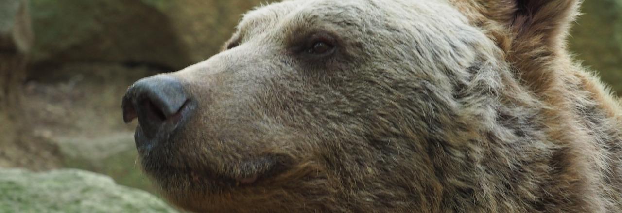 Der erste VIER PFOTEN Bär ist verstorben