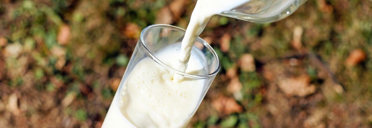 NÖ Milchbauern liefern höchste Qualität