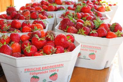 Erdbeeren schmecken regional am besten