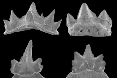 138 Millionen Jahre alte Tiefsee-Haie in Oberösterreich lokalisiert
