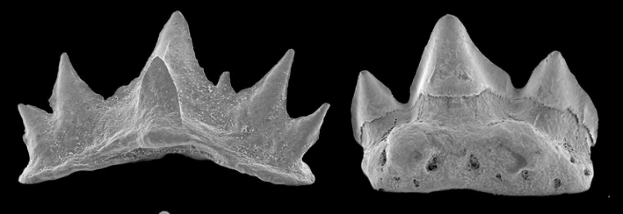 138 Millionen Jahre alte Tiefsee-Haie in Oberösterreich lokalisiert