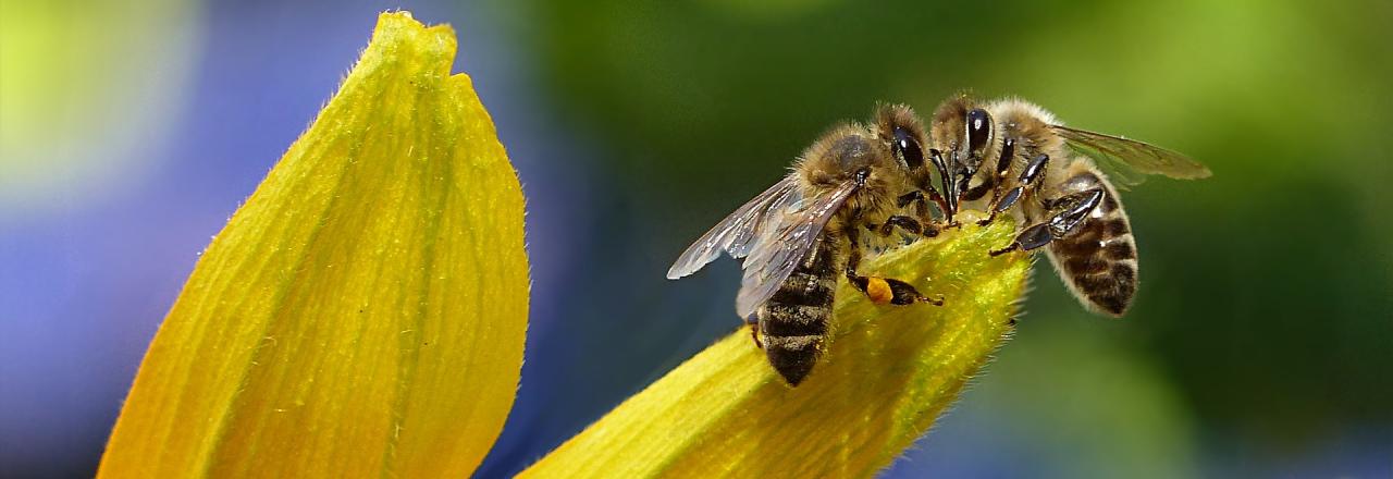 Die Honigbiene, ein wichtiges Nutztier für unser Öko-System 