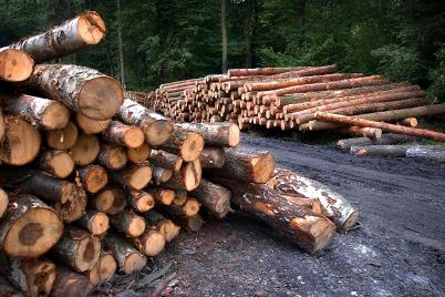 NÖ-Startup mit Lösung gegen illegalen Holzhandel