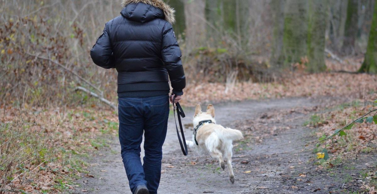 meiheimat.at Auf zwei Beinen und vier Pfoten die Stadt entdecken